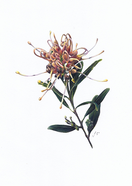 Grevillea Apricot Glow