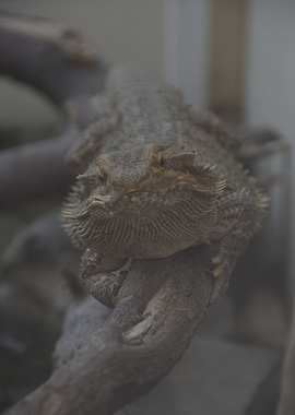 Curious bearded dragon