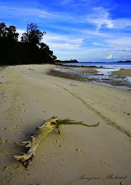 Old tree at white sand