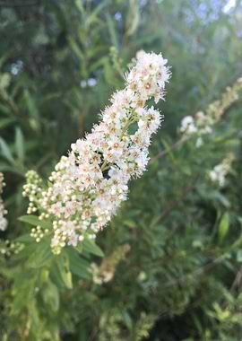 Stalk of White Flowers
