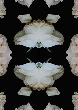 Pattern white rose