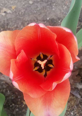 Up Close and Personal