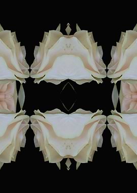 Pattern white rose No3