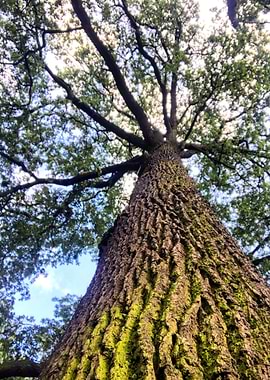 Vertical Perspective