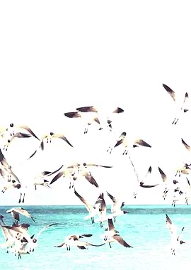 Seagulls Illustration