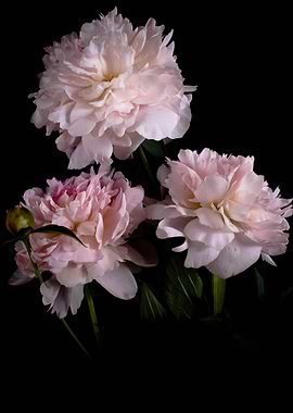 Peonies flowers