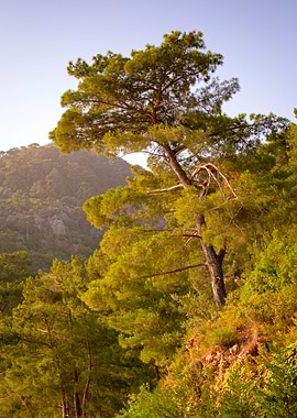 Pine tree at the top