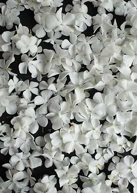 White liliac petals