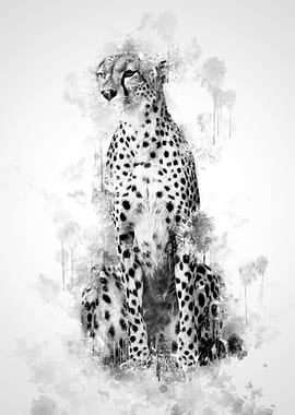 Cheetah Black and White