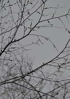 Branches Impressions