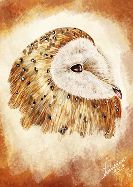 Owl 5