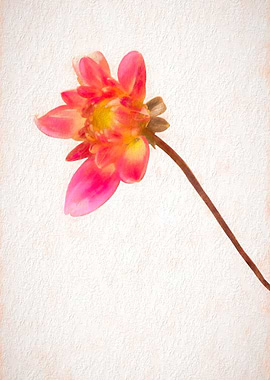 pink dahlia on white