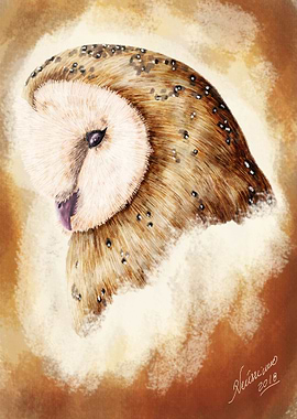 Owl 4