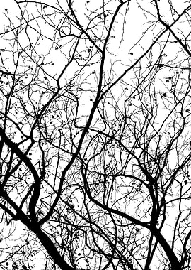 Branches black and white