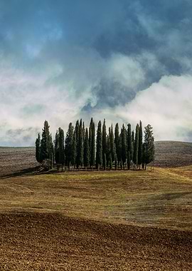 Cypresses of Toscany