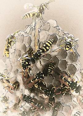 Wasp Nest