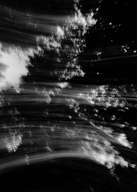 Forest / Clouds / Movement