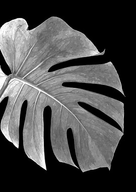 Black White Monstera Leaf