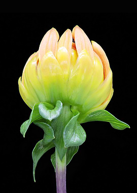 Pale Orange Dahlia Bud