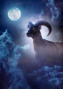 Mouflon at Night