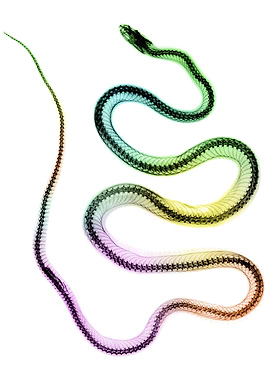 Snake X Ray