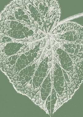 Begonia Leaf