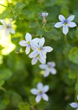 Macro of a small flowers