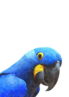 Blue Parrot