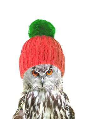 Owl Winter Holidays