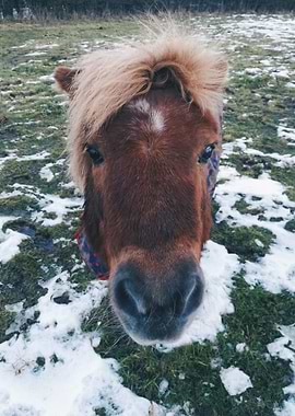 Whats with the Long Face