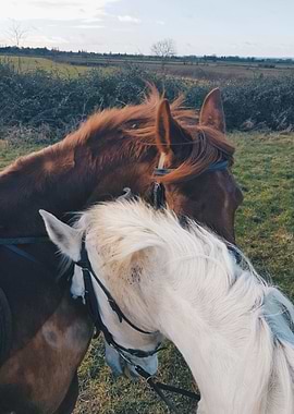 Horse love