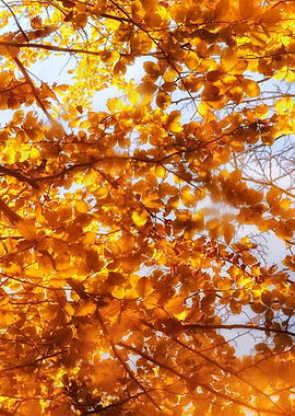 Autumn Wonderland II