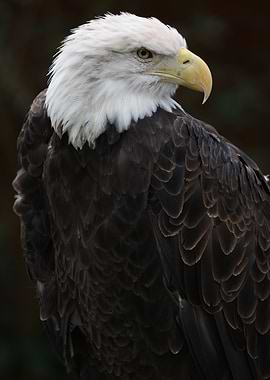 American Bald Eagle