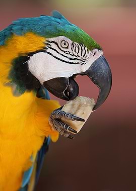 blue yellow macaw