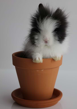 Growing bunny
