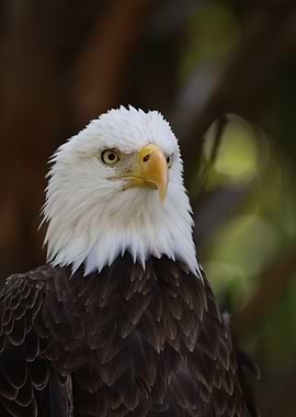 American Bald Eagle