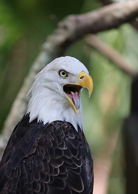 American Bald Eagle