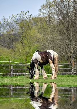 Horse on the lake
