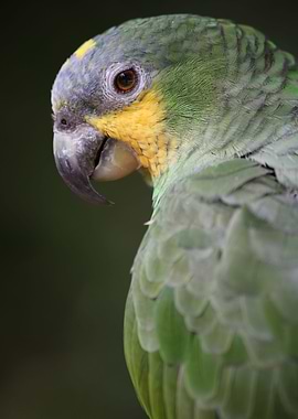 Amazon Parrot portrait