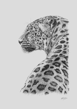 Leopard Spotted
