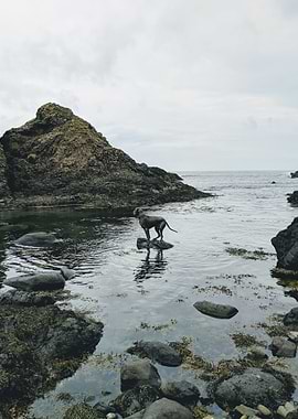 Great Dane on a Rock