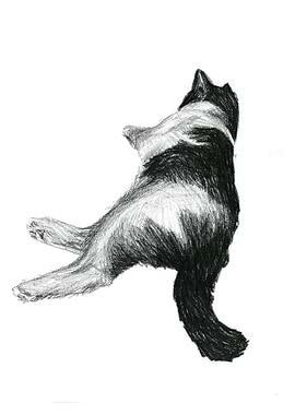 black and white cat 2