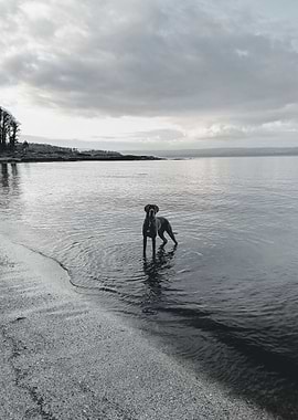 Blue Great Dane by the Sea