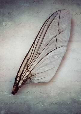 Broken Wing