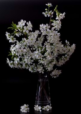 Blossom cherry branch