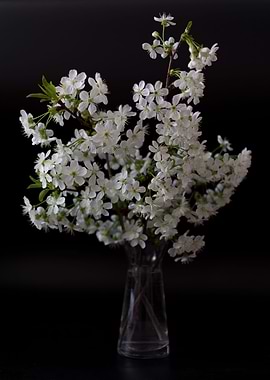 Blossom cherry branch