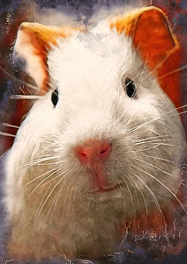 Guinea pig