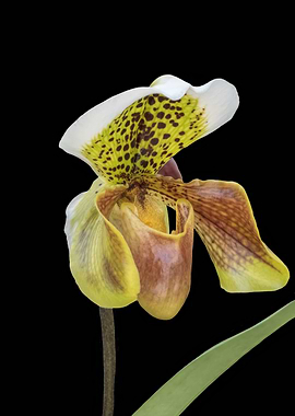 isolated orchid on black