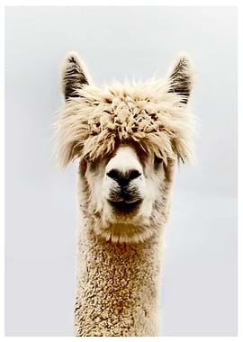 Alpaca color