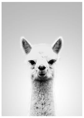 Alpaca